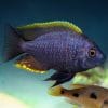Copadichromis Geertsi Gome