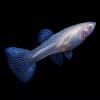 Albino Blue Grass Guppy Female