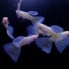 Albino Blue Grass Guppy Male