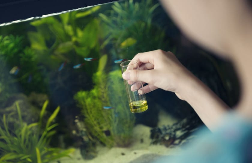 How to Balance Aquarium Water Quality Parameters