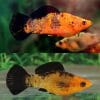 Red Leopard Molly