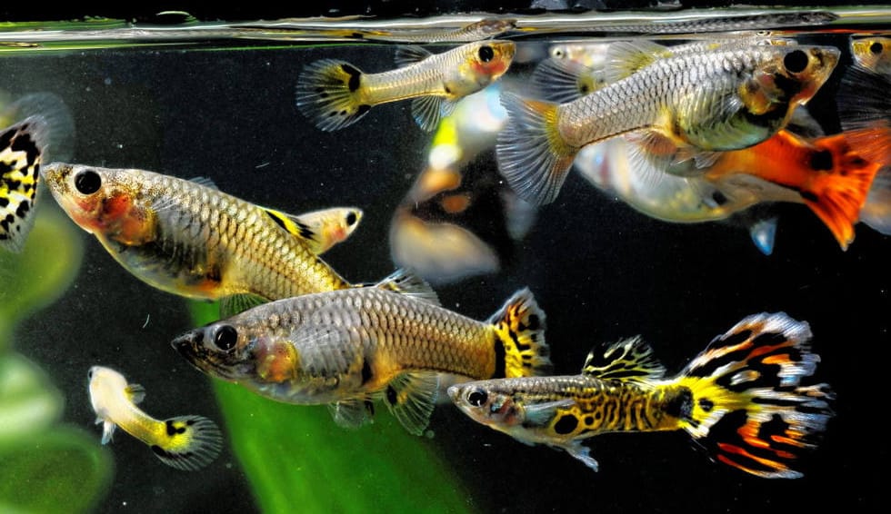 Optimal Feeding Strategies for Breeding Aquarium Fish