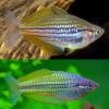 Papuae Rainbowfish (Melanotaenia papuae)