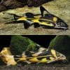 Marbled Harlequin Lancer Catfish