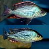 Fire Blue Empress Cichlid