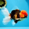 Tricolour Oranda Goldfish