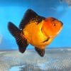 Oranda Yuan Bao Goldfish Assorted