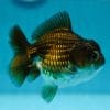Oranda Yuan Bao Chocolate Goldfish