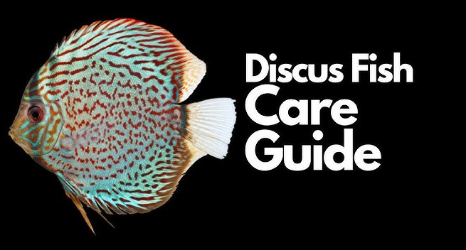 Mastering Discus Fish Care and Breeding Essentials