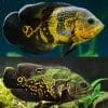 Yellow Tiger Oscar Cichlid