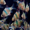 Blue Fin Tiger Barb