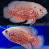 Super Red Albino Tiger Oscar