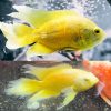 Longfin Yellow Lemon Oscar
