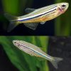 Dwarf Spotted Danio