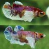 Koi Dumbo Plakat Betta Male
