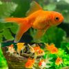 assorted baby oranda goldfish