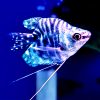 balloon blue opaline gourami