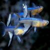 Neon Blue Eye Native Rainbowfish