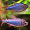 Blueberry Wadai Tetra