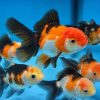 Baby Assorted Oranda Goldfish Premium New