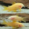 Albino Gold Neon Stripe Laser Cory Catfish