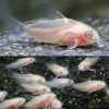 Albino Pygmy Cory Catfish
