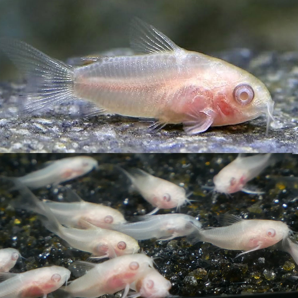 Albino Catfish Aquarium
