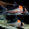 Duplicareus Cory Catfish