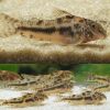 Aspidoras Raimundi Cory Catfish