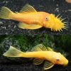 Lemon Blue Eye Bristlenose Catfish L144 Pair