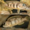 Lepidiolamprologus Hecqui's Cichlid