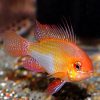 Super Gold Ram Cichlid