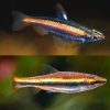 Shinning Red Pencilfish