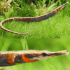 Red Faced Freshwater Pipefish