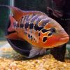 Red-Tiger-Motaguensis-Cichlid