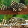 Tiger Pleco Catfish L002