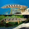 Royal Tiger Bichir