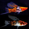 Sanke Tri-Colour Koi Highfin Swordtail