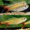 Copei tetra