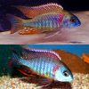African-Cichlid-Lethrinop-Mbasi
