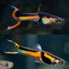 Black Bar Endler Male