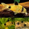 Catfish-Cory-Gold-Panda-Corydoras