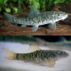 Catfish-Sucker-gara-Rufa-Doctor-Fish