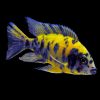Yellow OB Peacock Cichlid