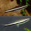 Twin Lined Pencilfish