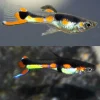 Orchid Endler Guppy Male