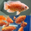 Albino Red Nemo Oscar
