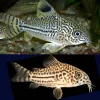 Three Stripe Cory Catfish