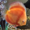 Albino Red Melon