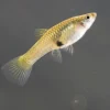 Orchid Endler Guppy Female